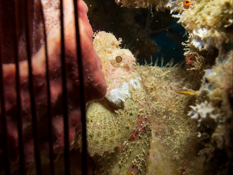 Scorpion Fish